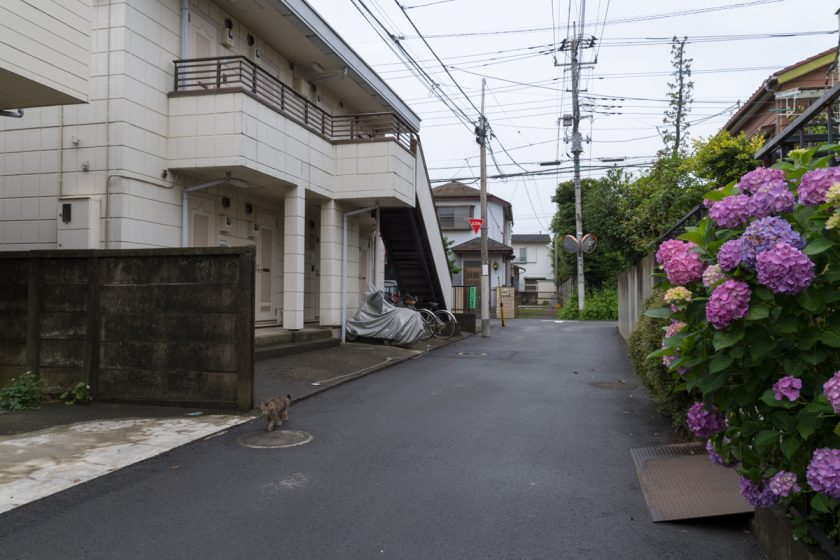 調布市の猫