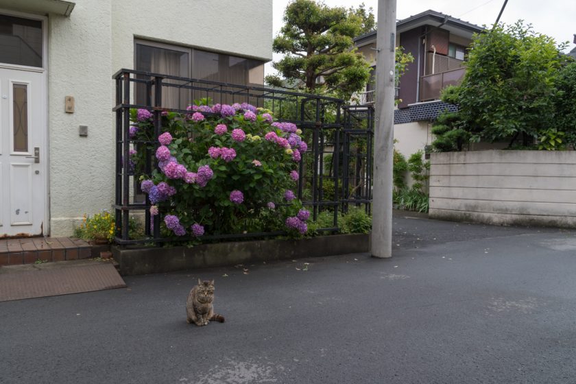 調布市の猫