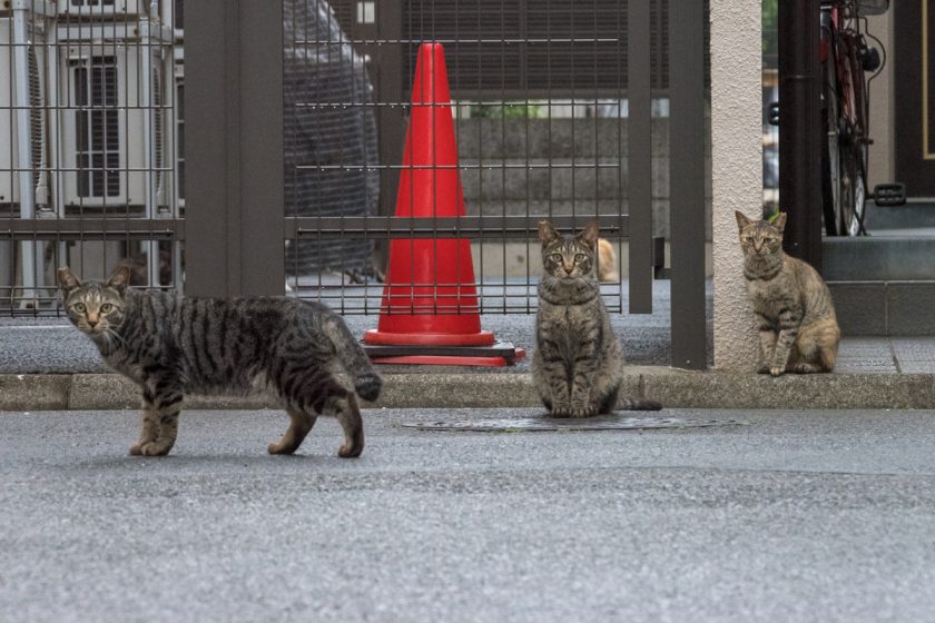 調布市の猫