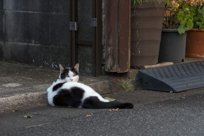 府中市の猫