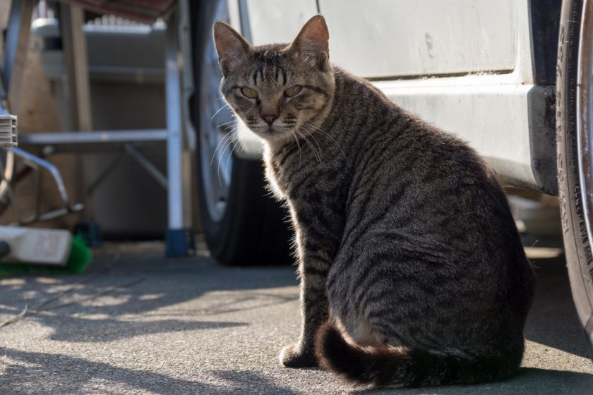 八王子市の猫