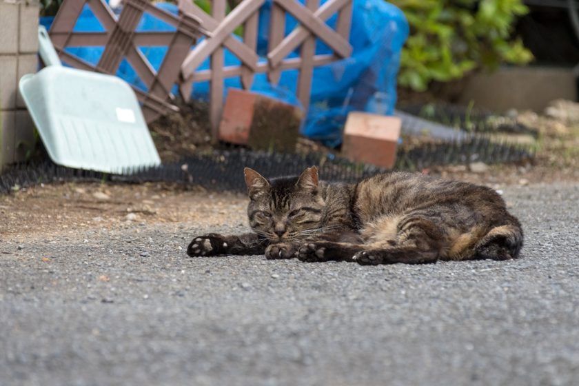 府中市の猫