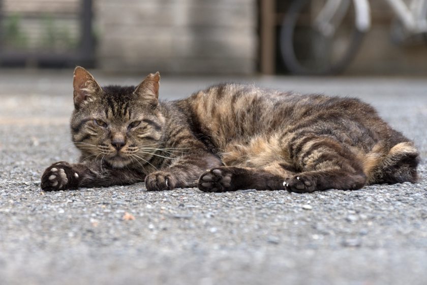 府中市の猫