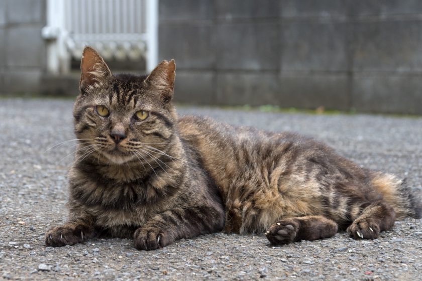 府中市の猫