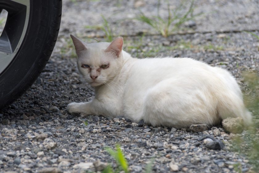 川崎市の猫