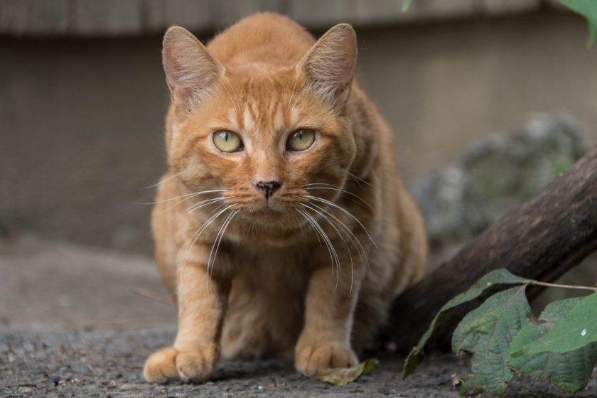 日野市の猫