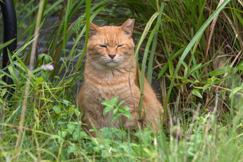 八王子市の猫