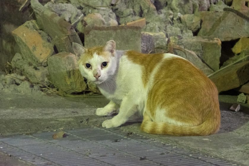 鹿港鎮の猫