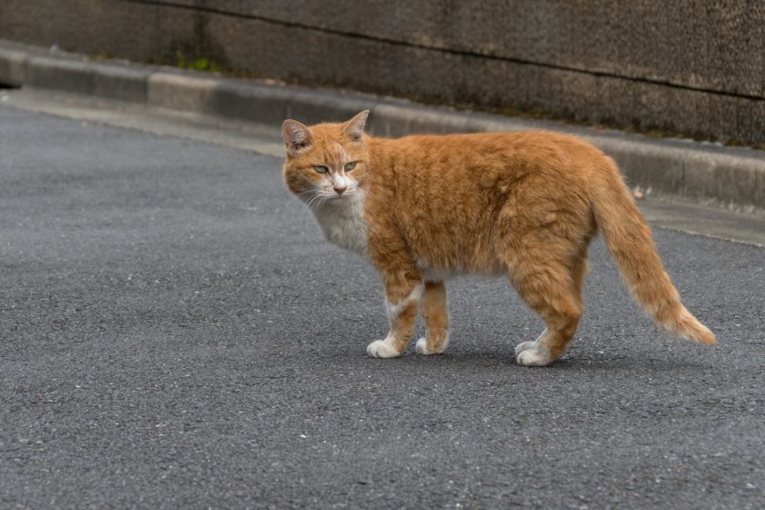 世田谷区の猫