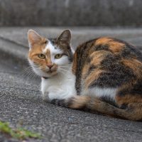 川崎市の猫