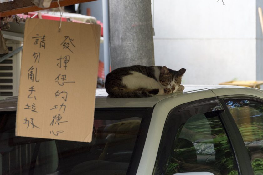 台北市の猫