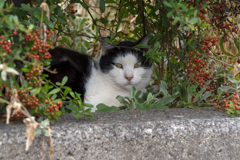 福生市の猫