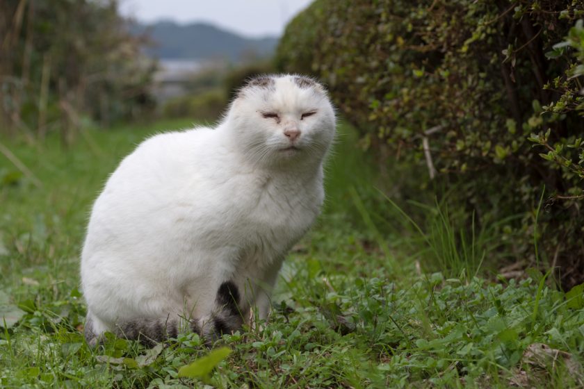 福生市の猫