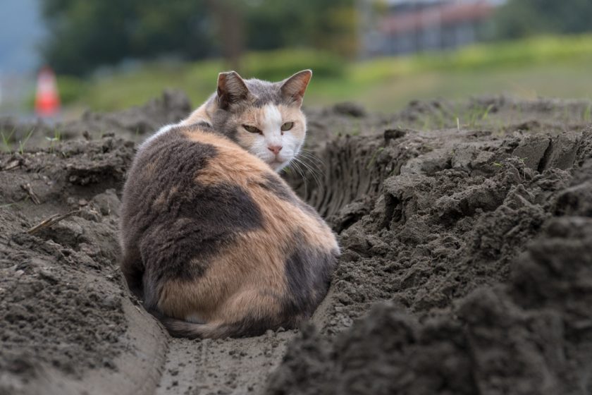 福生市の猫