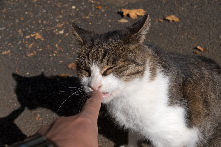 立川市の猫