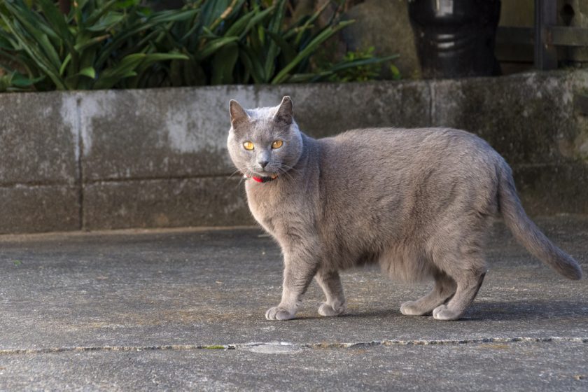 昭島市の猫