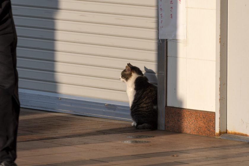 三浦市の猫