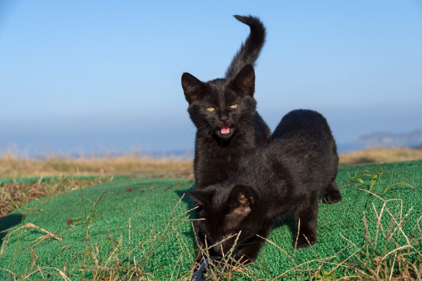 三浦市の猫