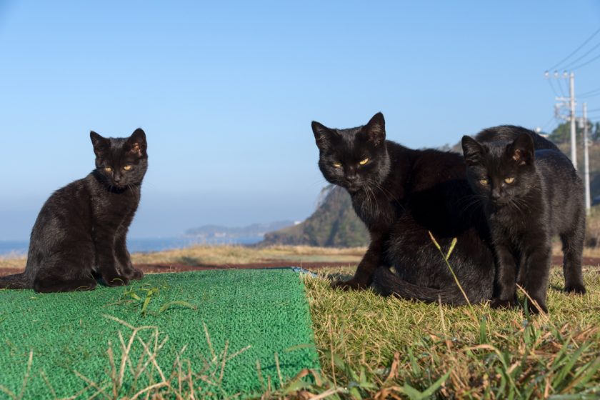 三浦市の猫