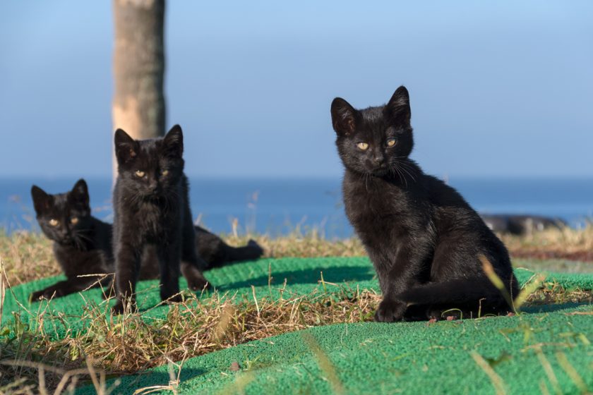 三浦市の猫