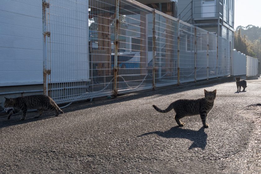 三浦市の猫