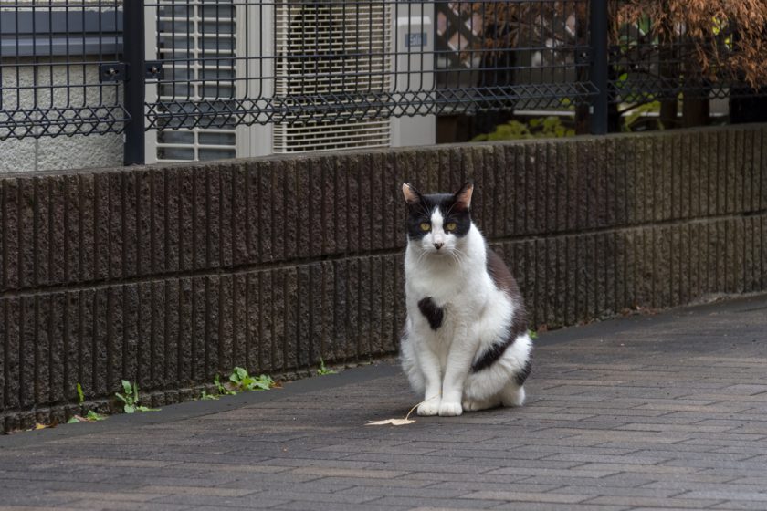 稲城市の猫