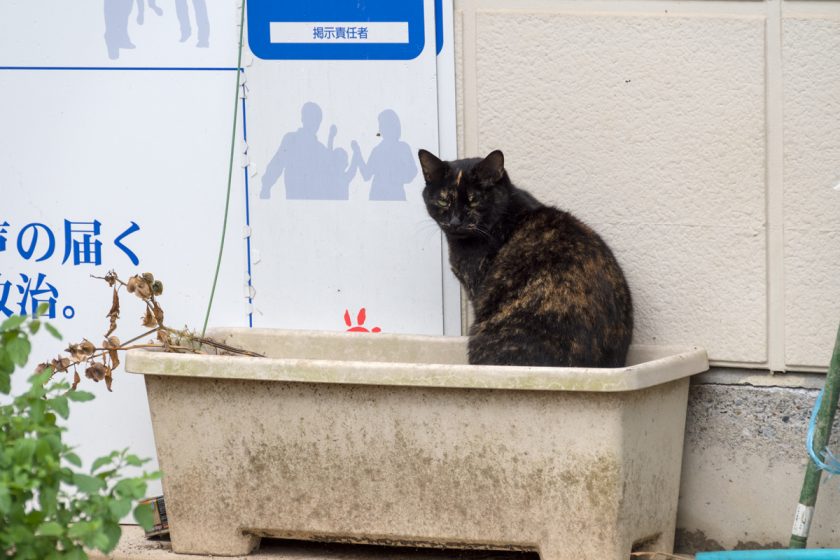 川崎市の猫