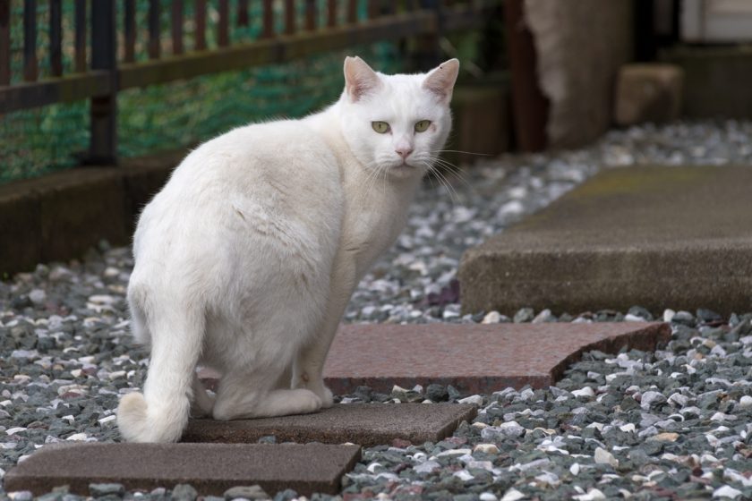 川崎市の猫