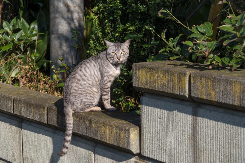 三浦市の猫