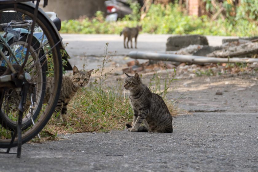 和美鎮の猫