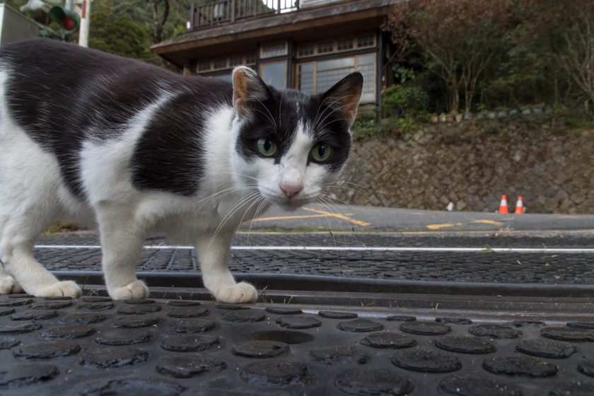 竹崎郷の猫