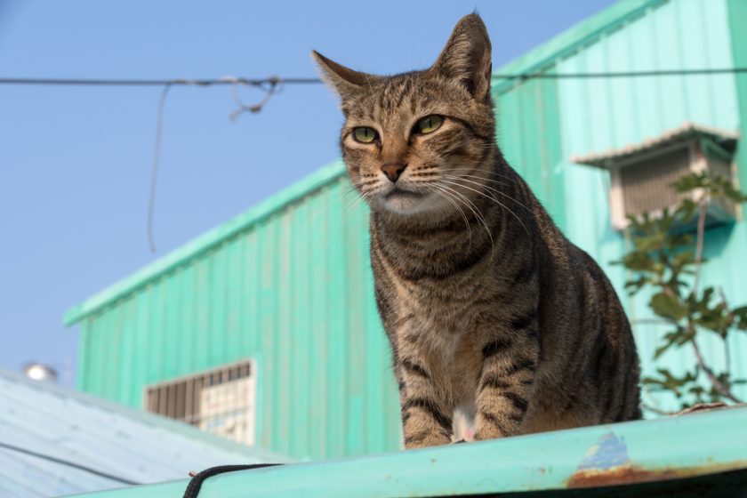 高雄市の猫