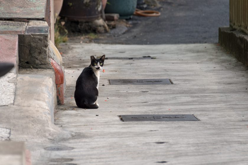 高雄市の猫