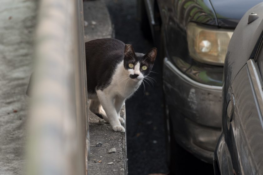 高雄市の猫