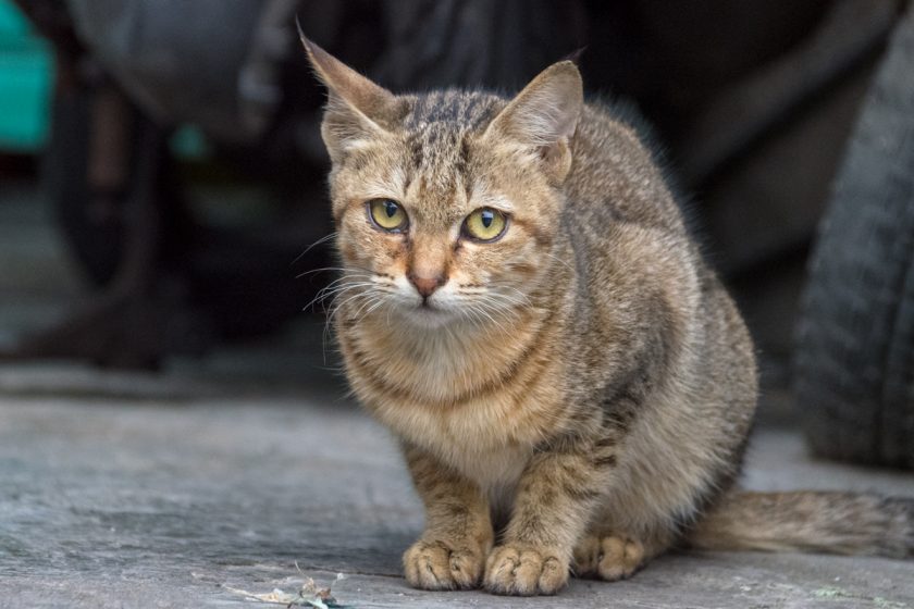 蘇澳鎮の猫