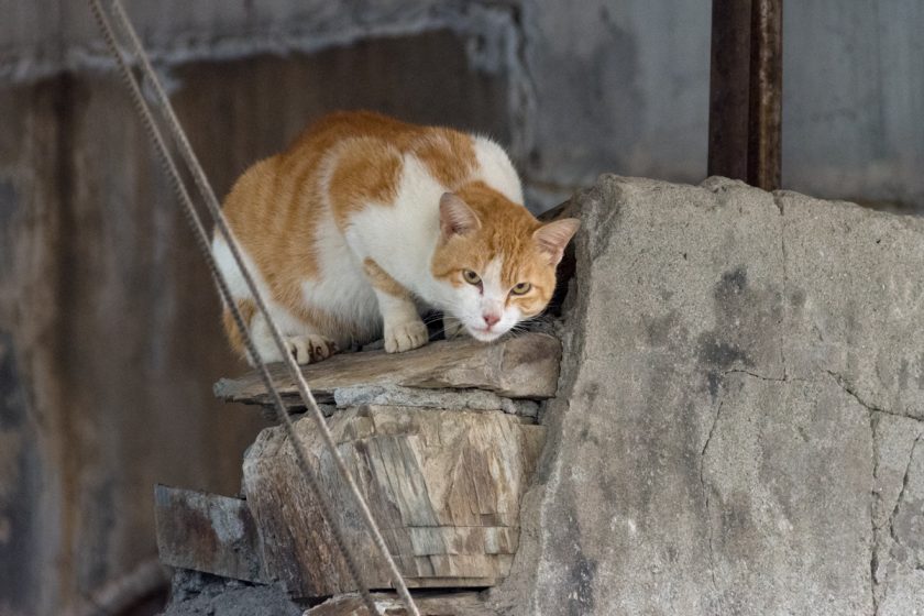 蘇澳鎮の猫