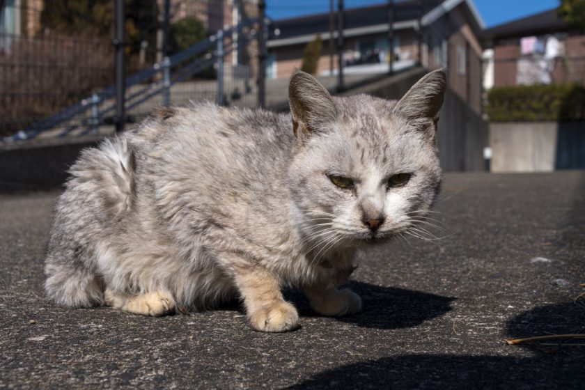 川崎市の猫