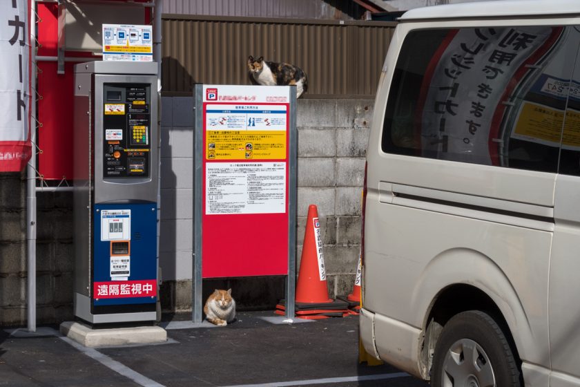 八王子市の猫