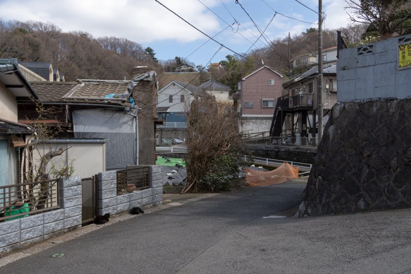 日野市の猫