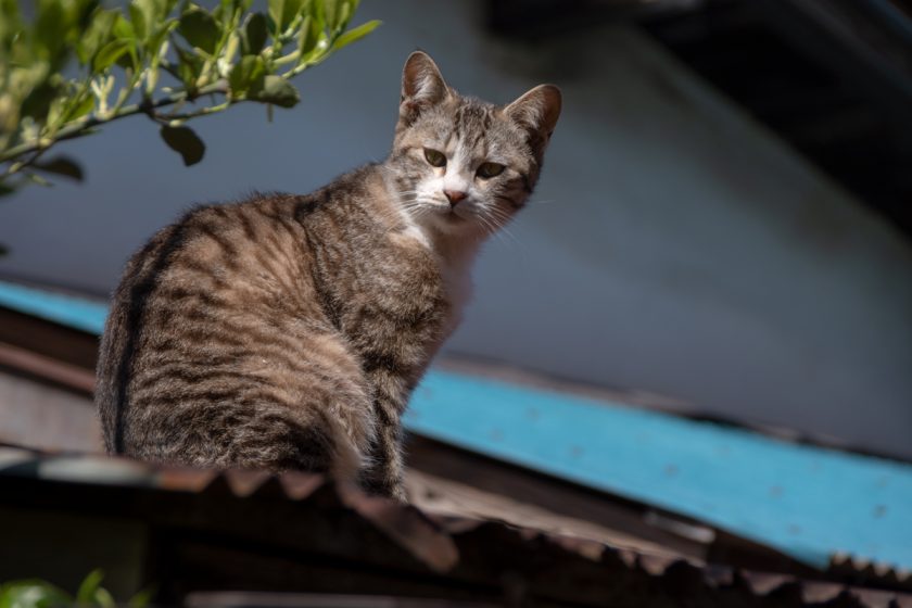 川崎市の猫