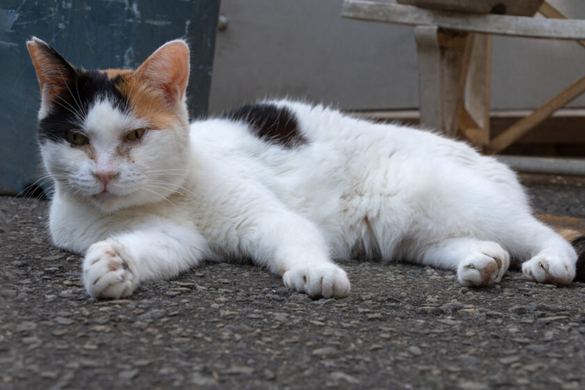 八王子市の猫