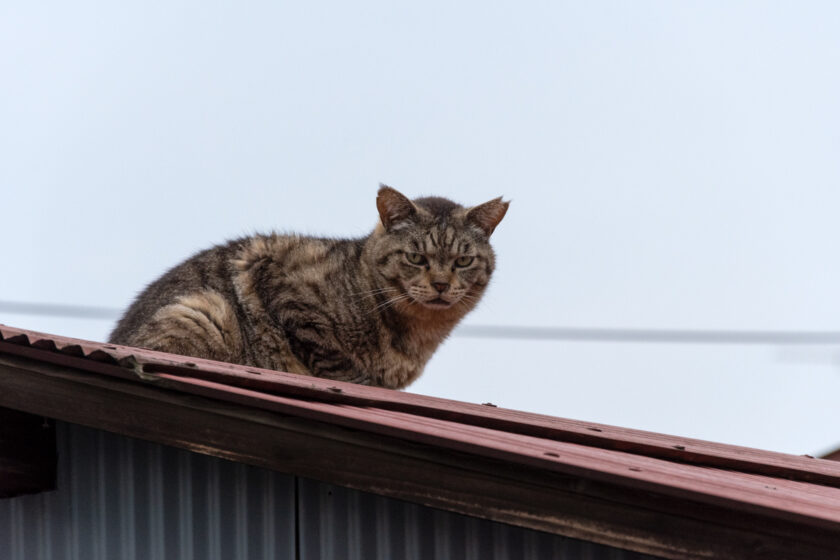 国立市の猫