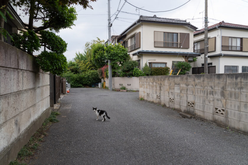 小金井市の猫