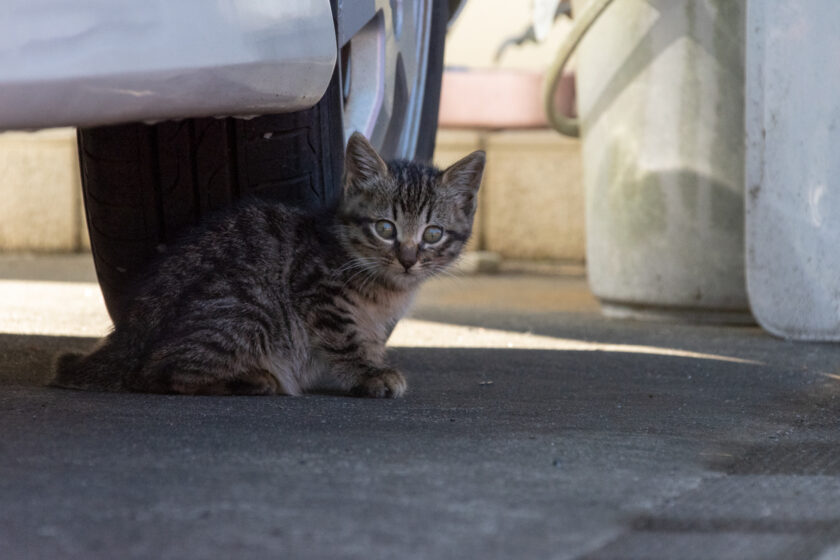 八王子市の猫