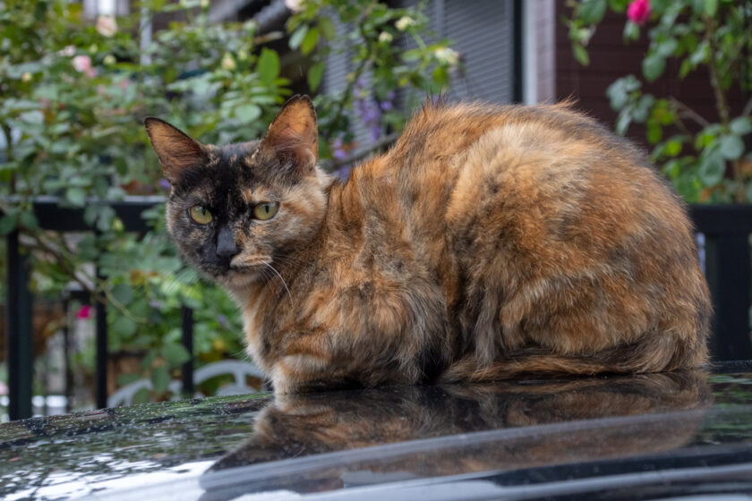 調布市の猫