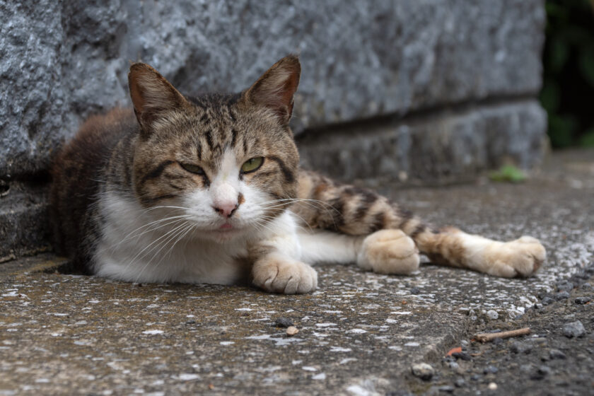 日野市の猫