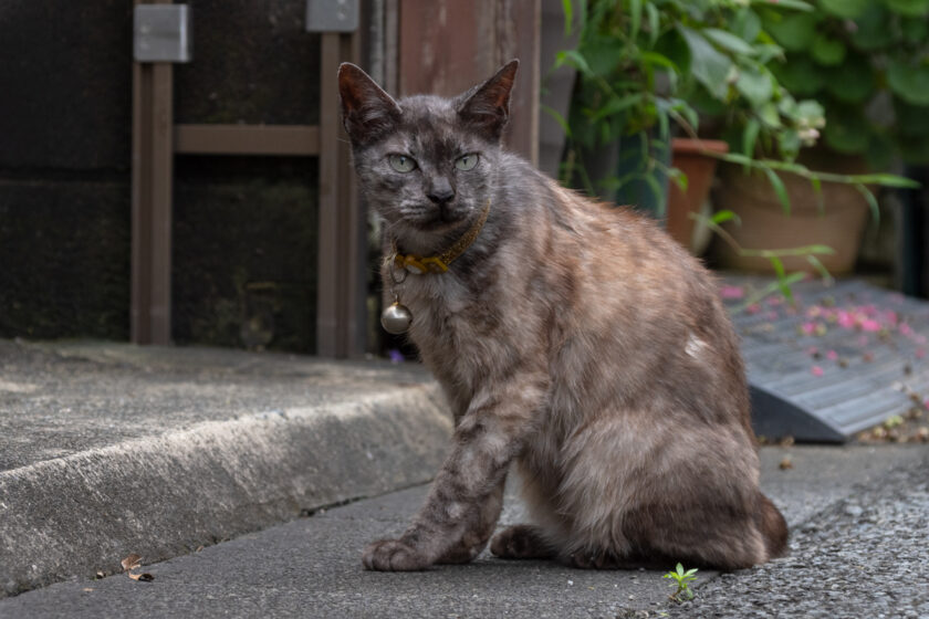 府中市の猫