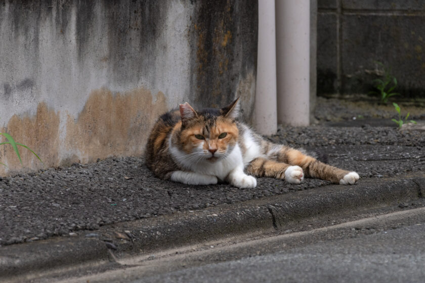 昭島市の猫