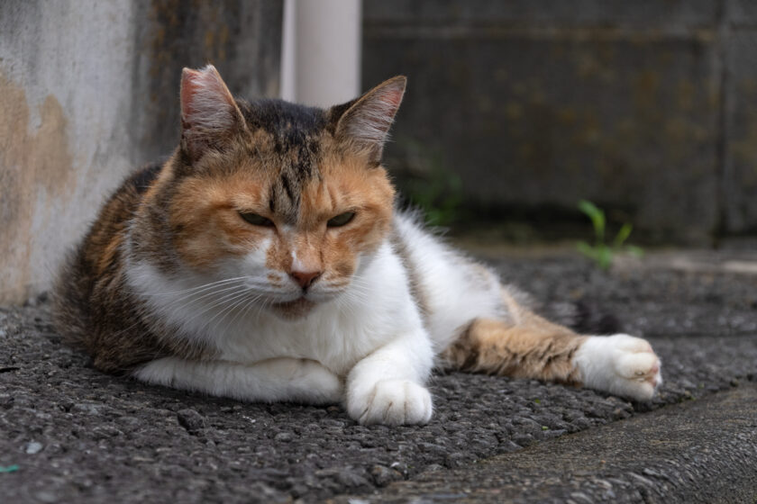 昭島市の猫