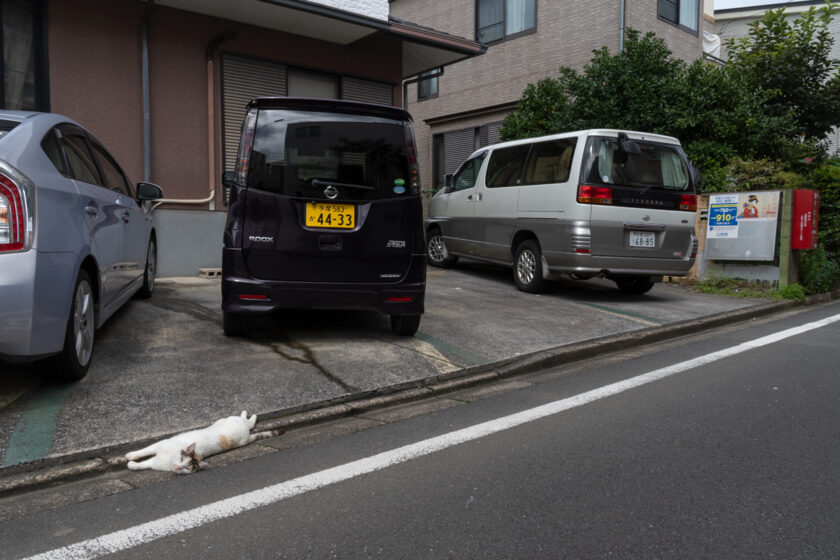 昭島市の猫